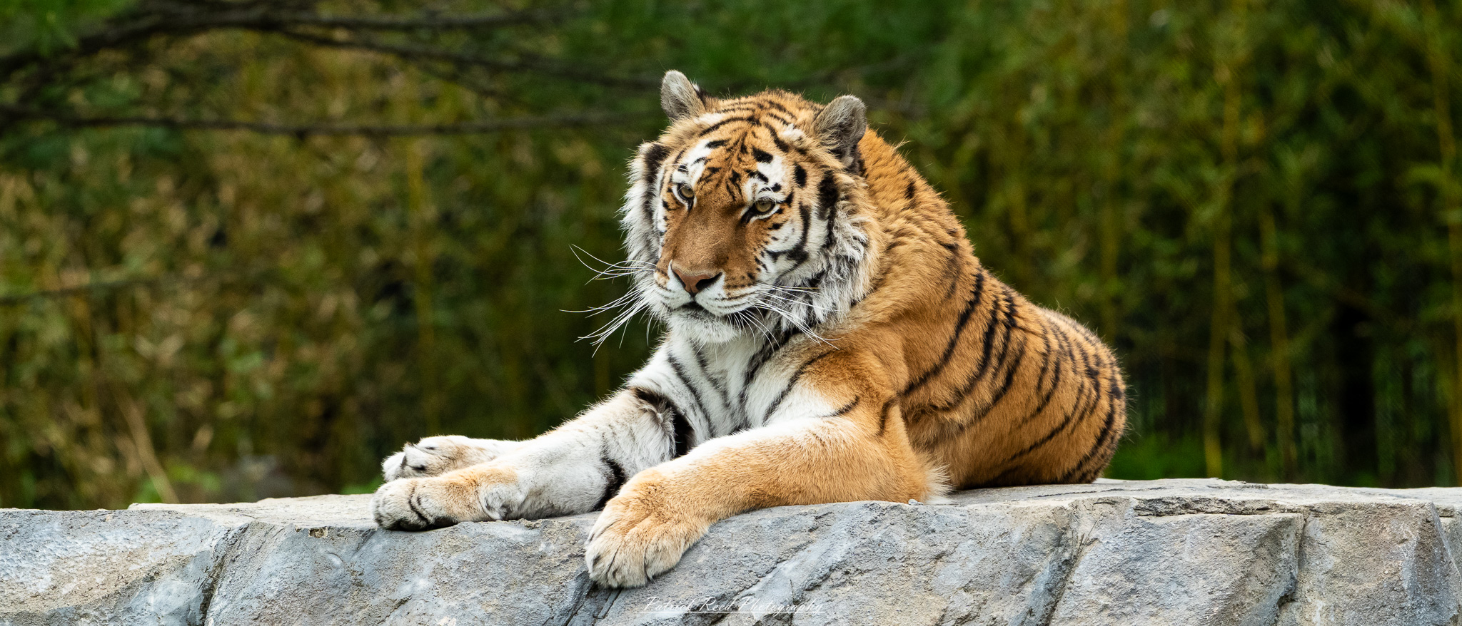 Bengal tiger resting in shaded enclosure at the Detroit Zoo